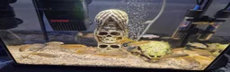 Cichlids fish for sale: Mbuna cichlids - Advert 3
