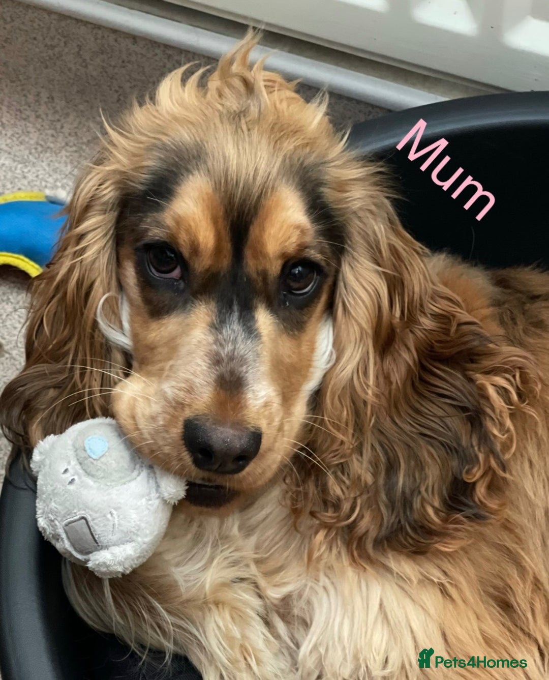 Cockapoo dogs for sale: F1 Cockapoo Puppies - Advert 2