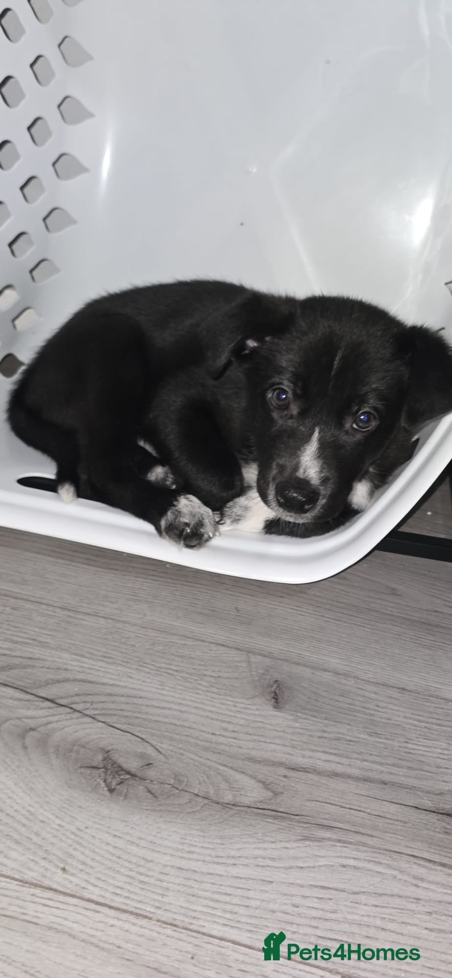 Mixed Breed dogs Only 2 boys left! Staffie x Husky x Collie Puppies - Advert 2
