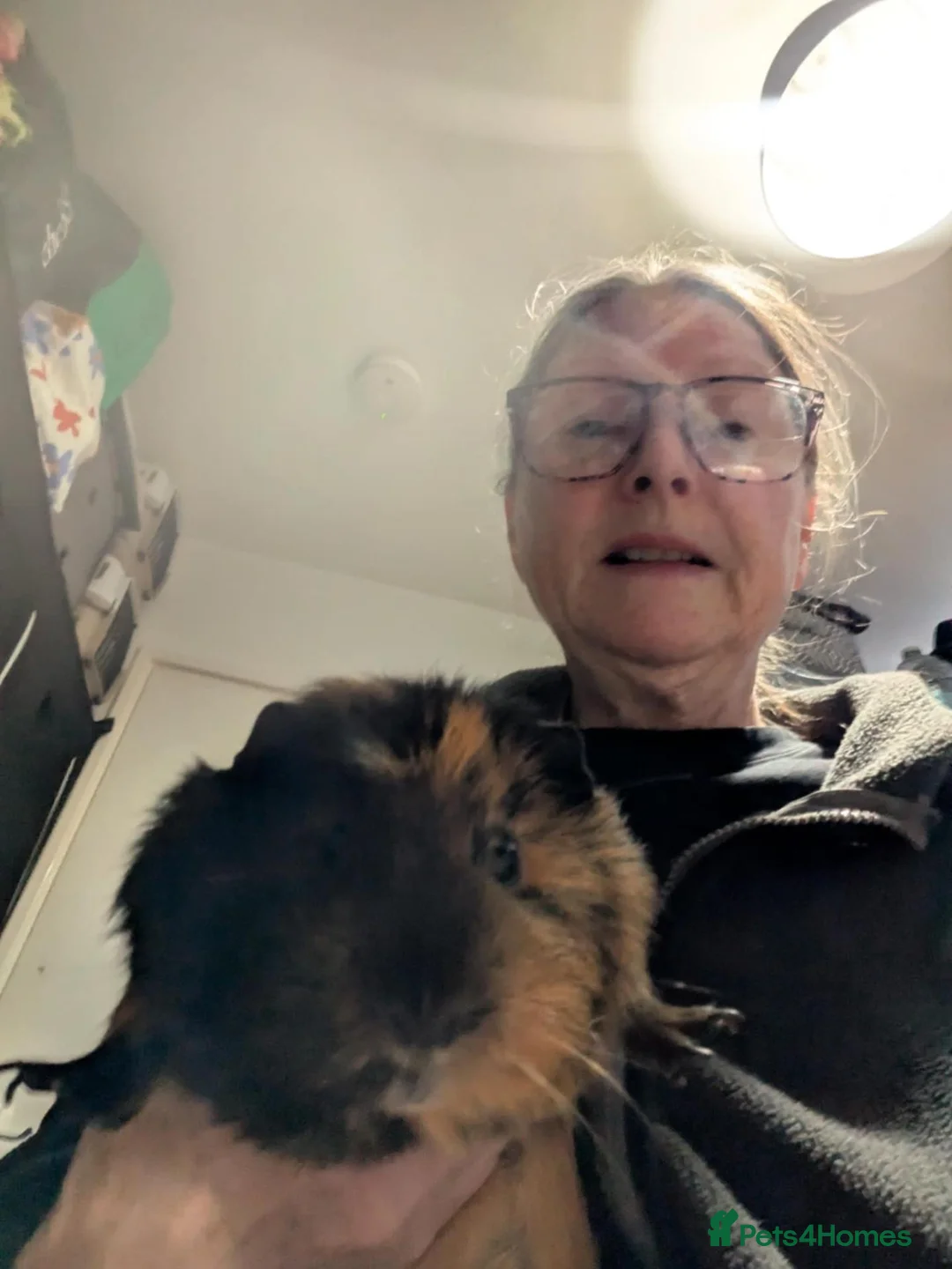 Guinea Pig rodents for sale: 2 male guinea pigs with cage - Advert 2