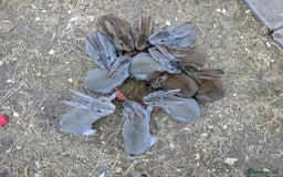 Rex rabbits for sale: Standard Rex babies ready 16/9 - Image 4