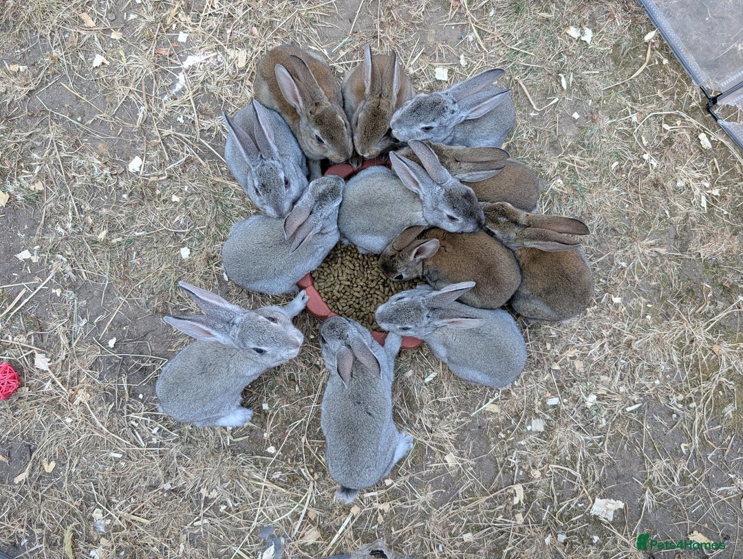 Rex rabbits for sale: Standard Rex babies ready 16/9 - Image 4