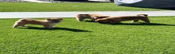 Japanese Shiba Inu dogs for sale: Beautiful Japanese shiba pups.  - Advert 8