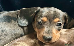 Miniature Dachshund dogs for sale: Stunning Miniature Smooth Dachshunds - Image 13
