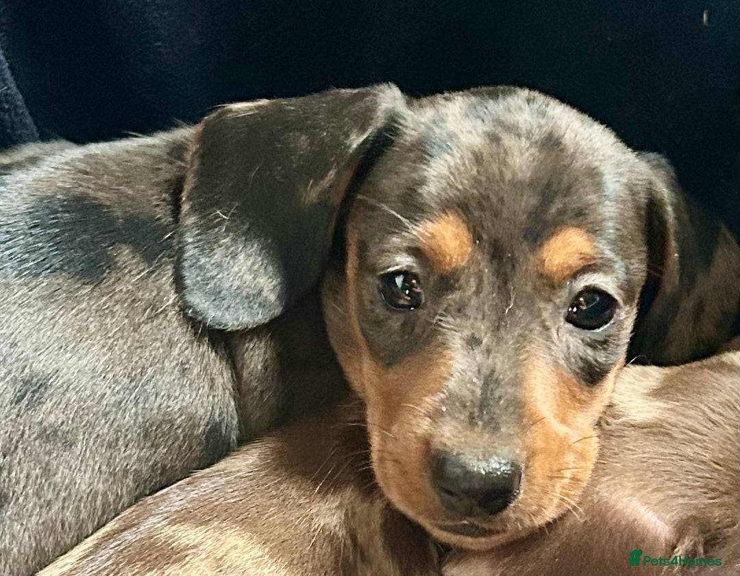 Miniature Dachshund dogs for sale: Stunning Miniature Smooth Dachshunds - Image 13