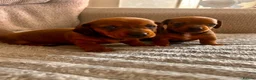 Miniature Dachshund dogs for sale: Miniature dachshund puppies  in Treharris - Advert 15