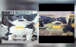 Border Collie dogs for sale: 2 border Collie Pups available  - Image 2