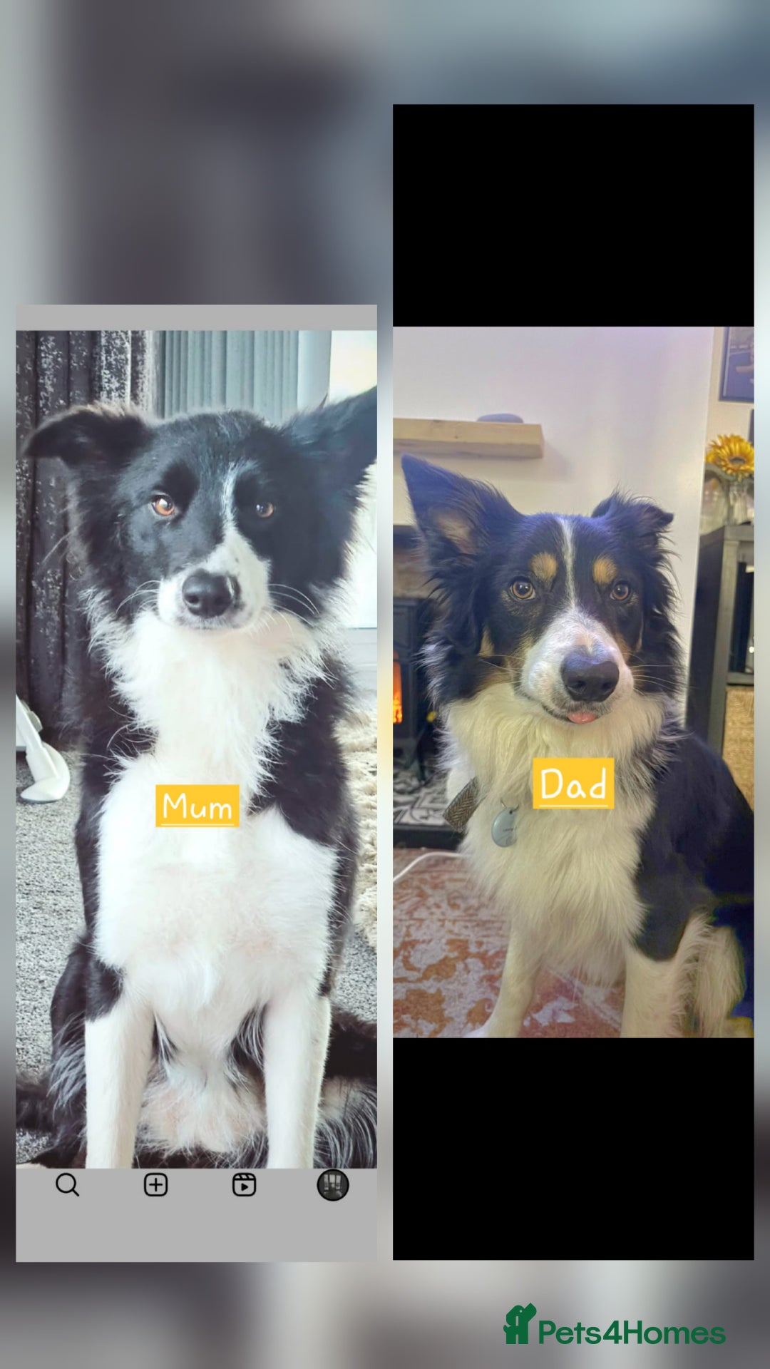 Border Collie dogs for sale: 2 border Collie Pups available  - Image 2