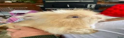 Angora rabbits for sale: English Full Face Angora Kits - Advert 8