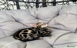 Bengal cats for sale: 🐾Gorgeous Pure Bengals Ready Now🐾 - Image 14
