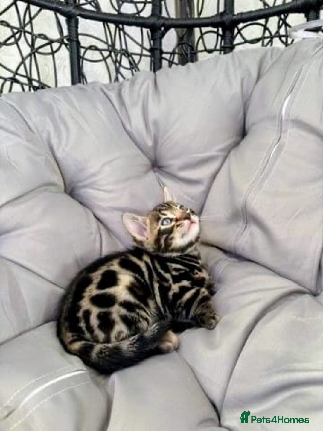 Bengal cats for sale: 🐾Gorgeous Pure Bengals Ready Now🐾 - Image 14