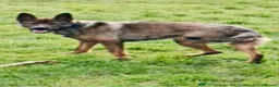 German Shepherd dogs for sale: German shepherd puppies! (Ready to leave)  - Advert 3