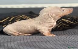 Dachshund dogs for sale: GORGEOUS DACHSHUNDS PUPPIES - Image 15