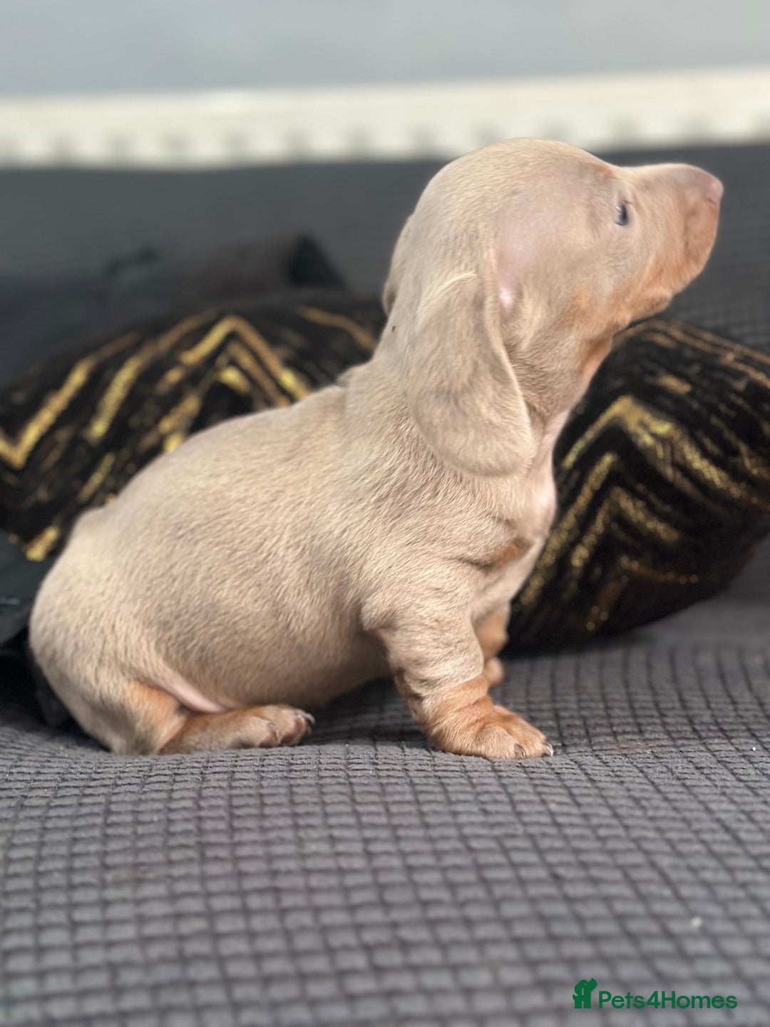 Dachshund dogs for sale: GORGEOUS DACHSHUNDS PUPPIES - Image 15