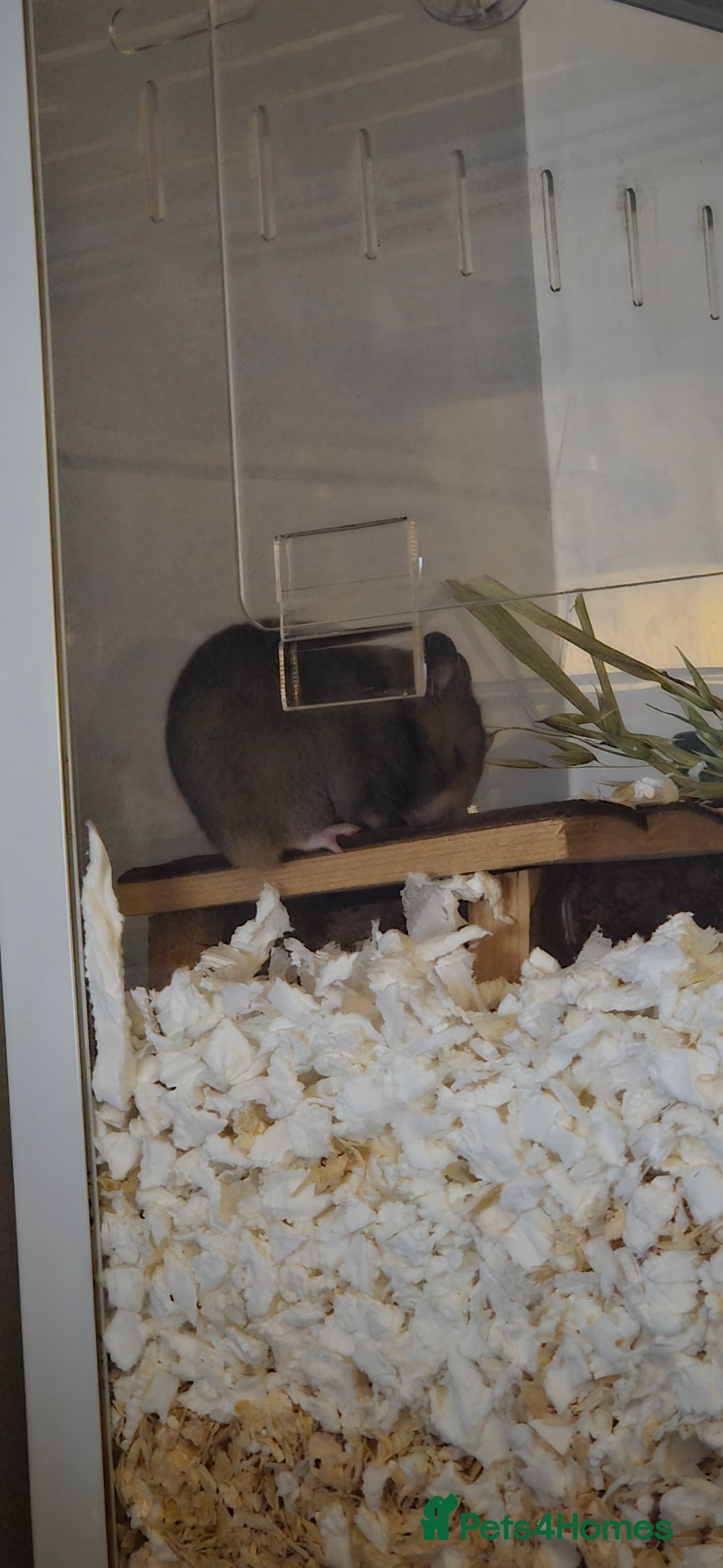 Hamster rodents for sale: Female hamster with whole setup.  - Advert 3