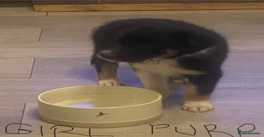 Border Collie dogs - Advert 10