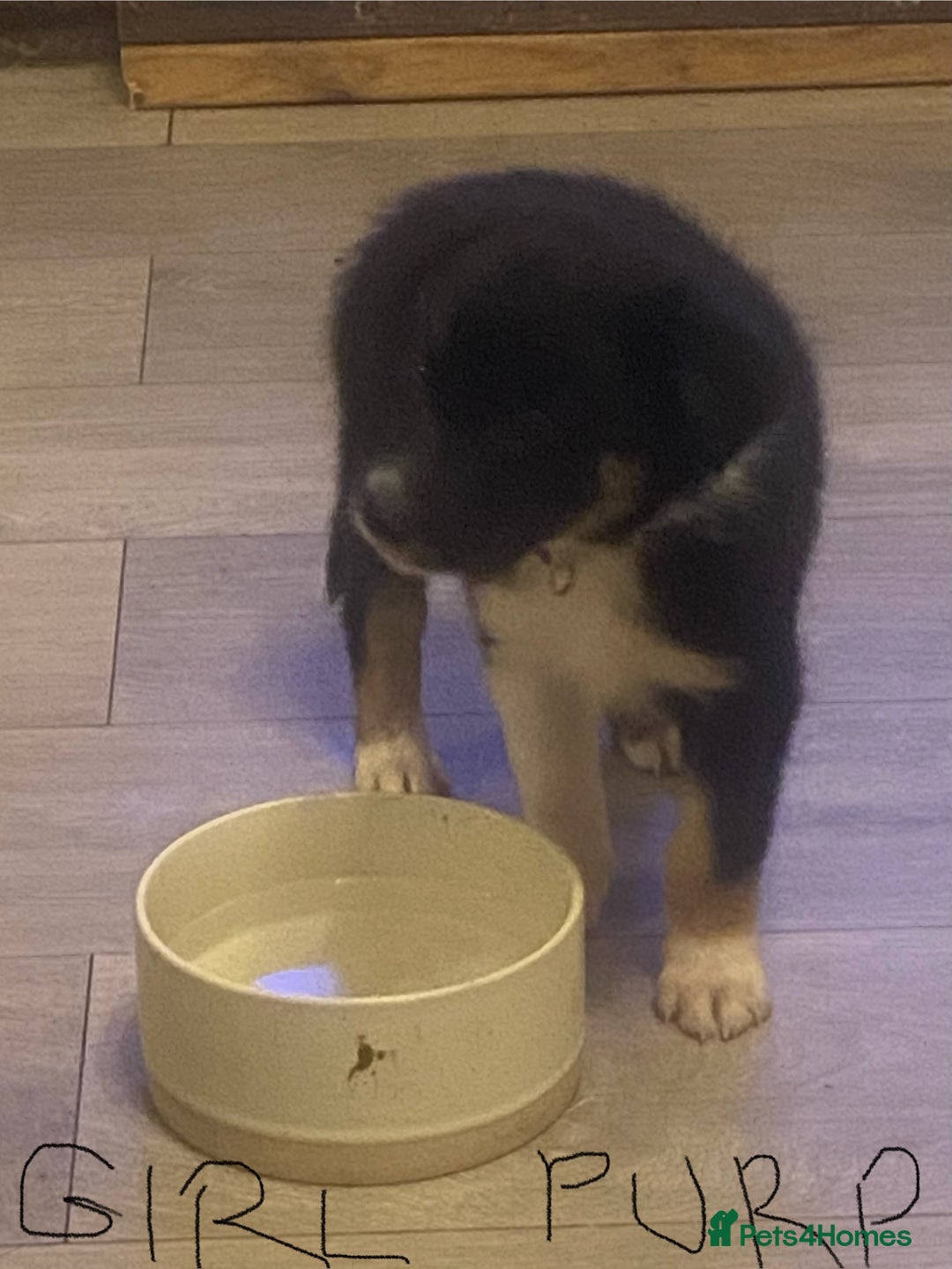 Border Collie dogs for sale: Beautiful pure bred Border Collie Puppies - Image 4