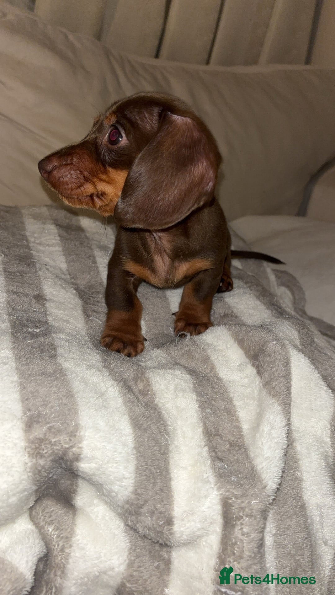 Dachshund dogs for sale: Mini long and smooth hair dachshund puppies  - Image 12