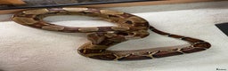 Boa Snake reptiles for sale: Pair of Boa Constrictor Snakes - Advert 4