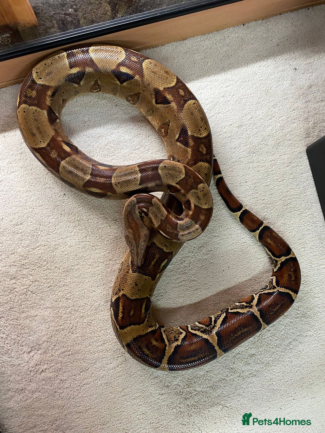 Boa Snake reptiles for sale: Pair of Boa Constrictor Snakes - Advert 4