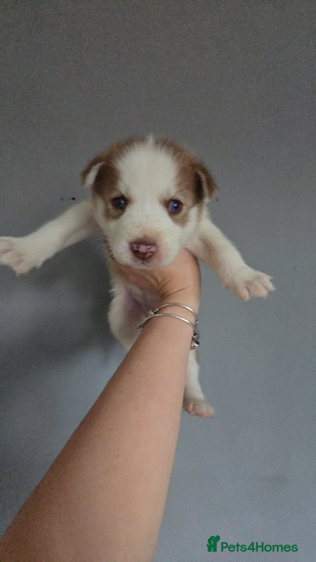 Siberian Husky dogs for sale: Husky puppies  - Advert 38