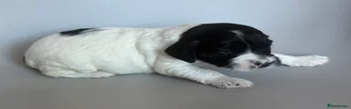 Mixed Breed Puppy 7