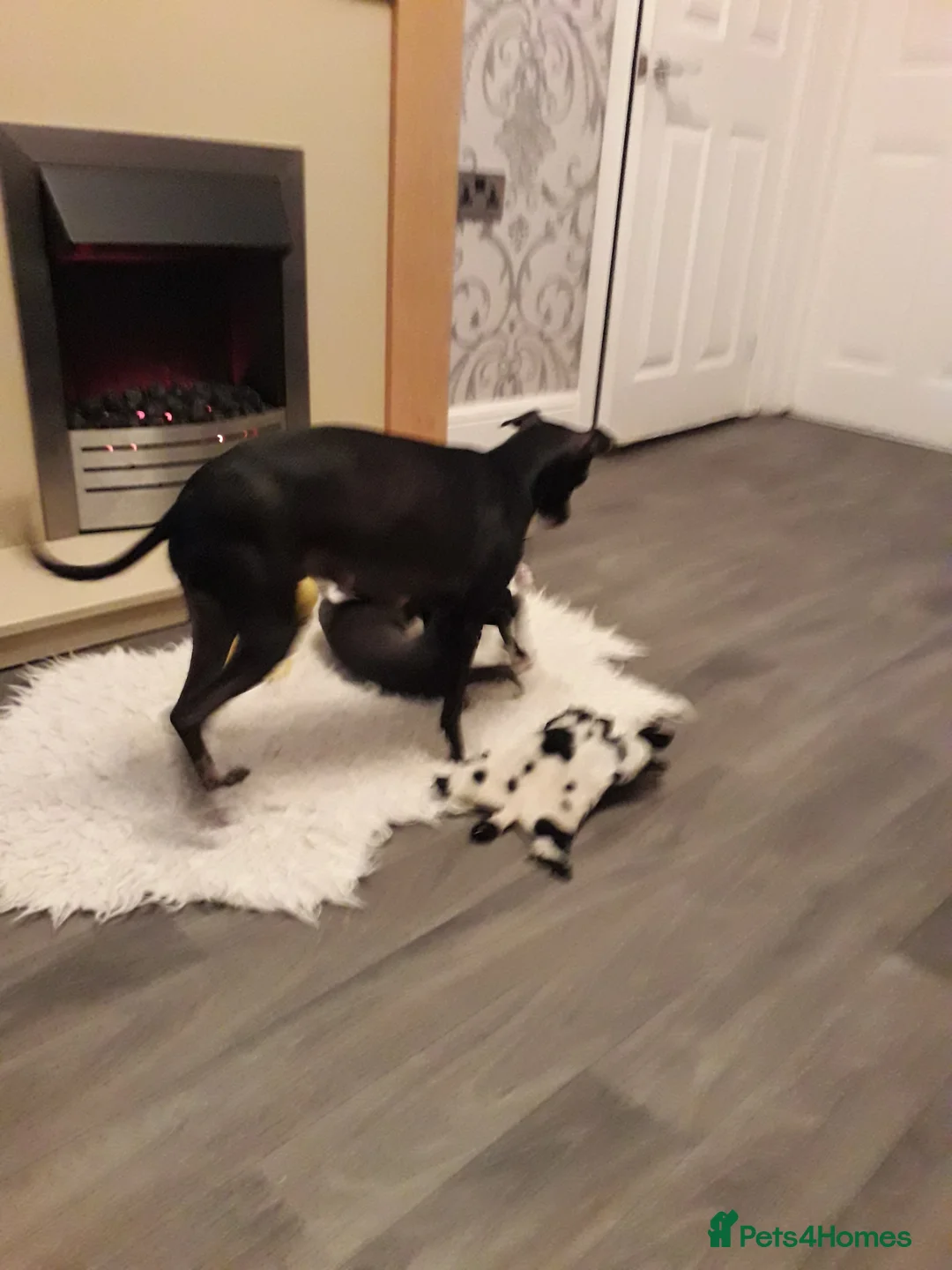 Italian Greyhound dogs for sale: Beautiful boy gorgeous girl Italian greyhounds  in Bradford - Advert 4