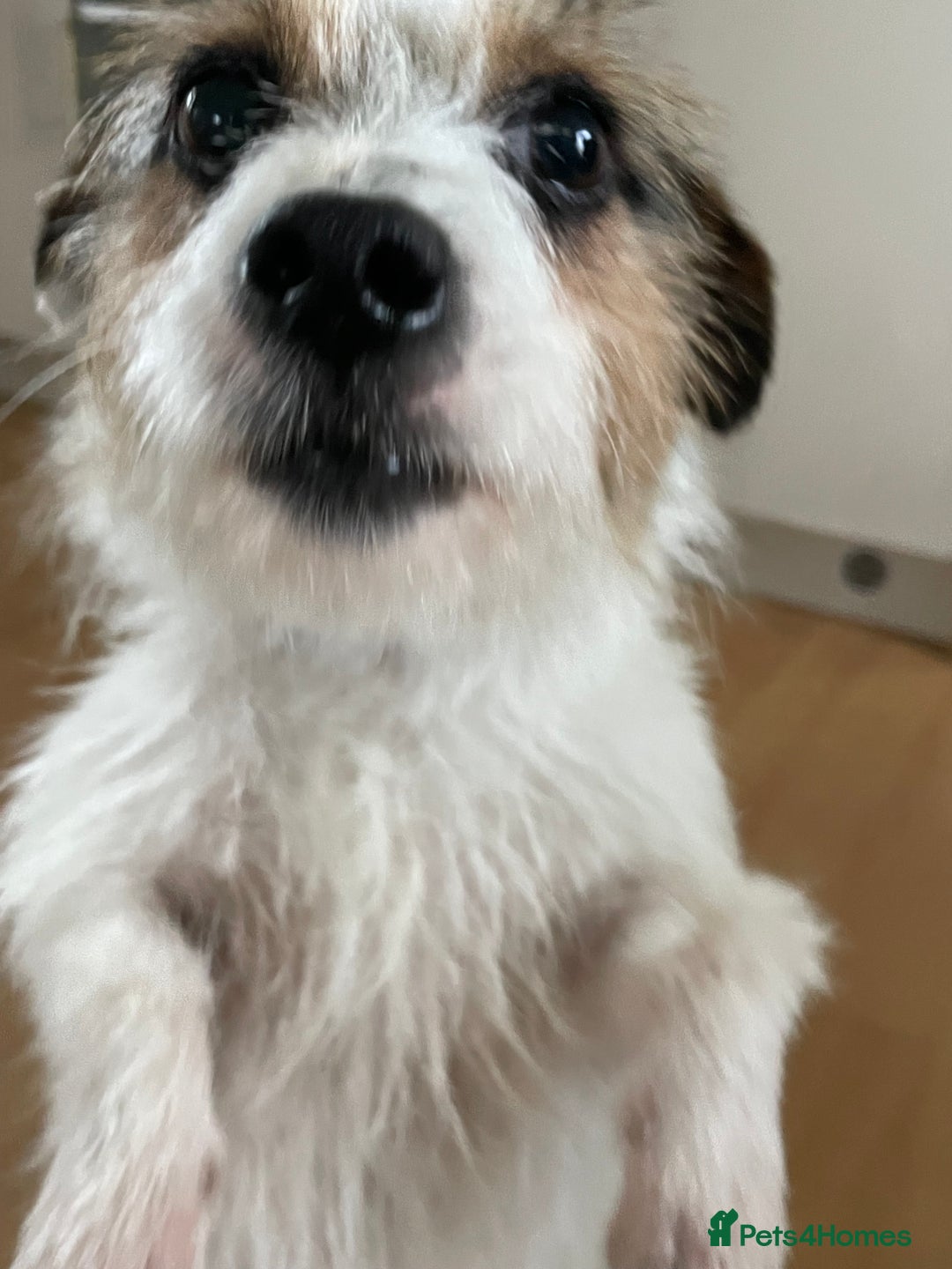 Jack Russell dogs for sale: Beautiful jack Russell puppies  - Advert 12