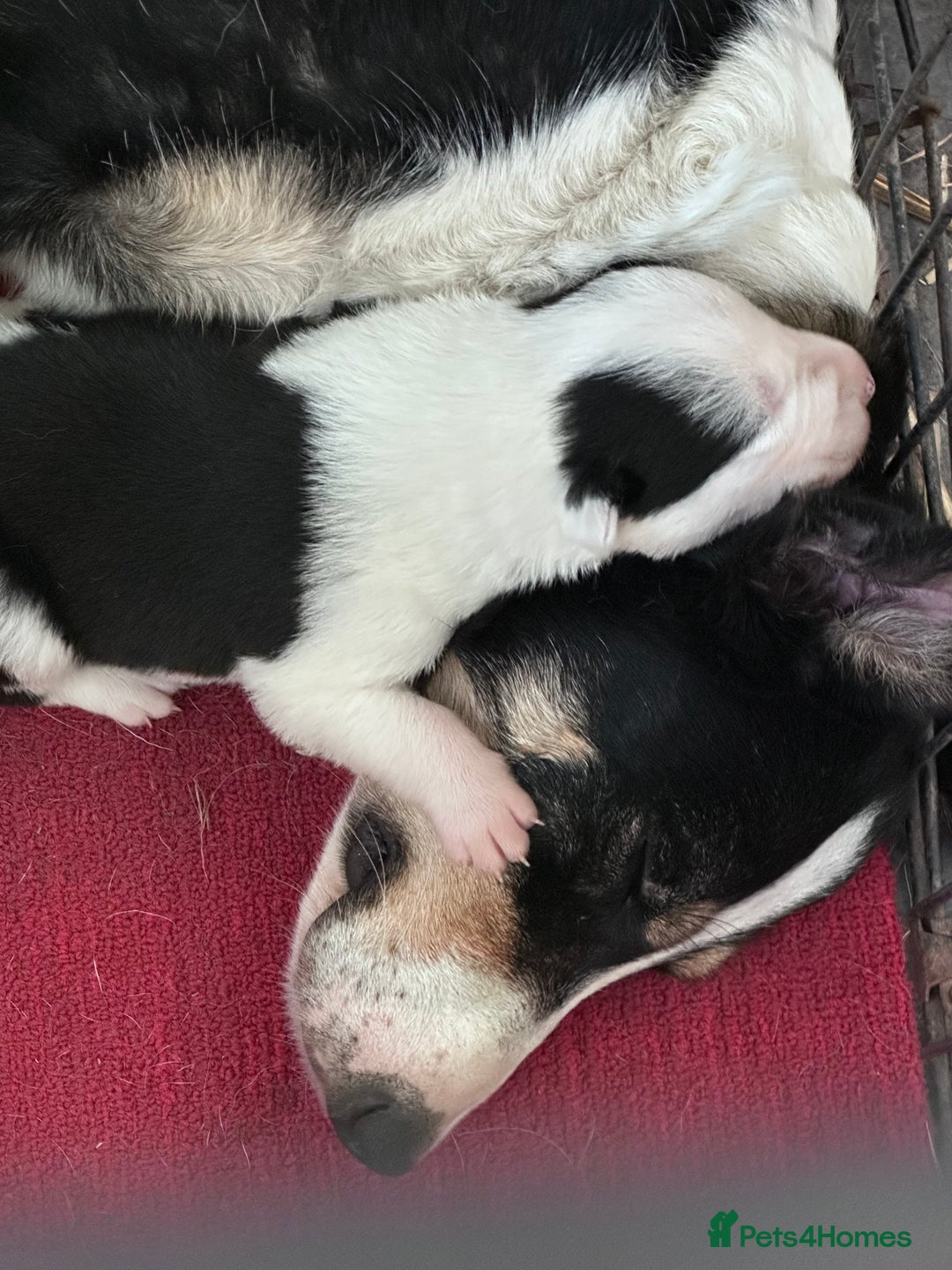 Border Collie dogs for sale: Border Collie puppies for sale - Image 10