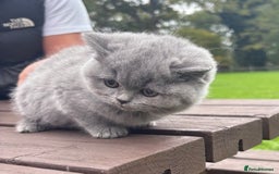 British Shorthair cats for sale: 2 left ready for new home this Saturday  - Advert 2