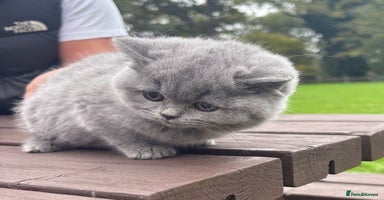 British Shorthair cats - Advert 2