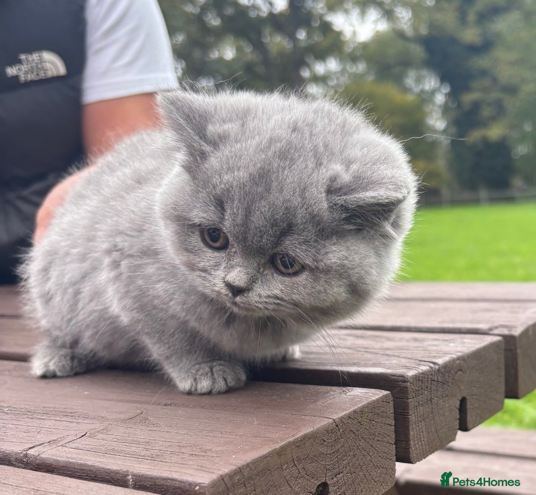 British Shorthair cats for sale: 2 left ready for new home this Saturday  - Advert 2