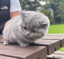 British Shorthair cats - Advert 15