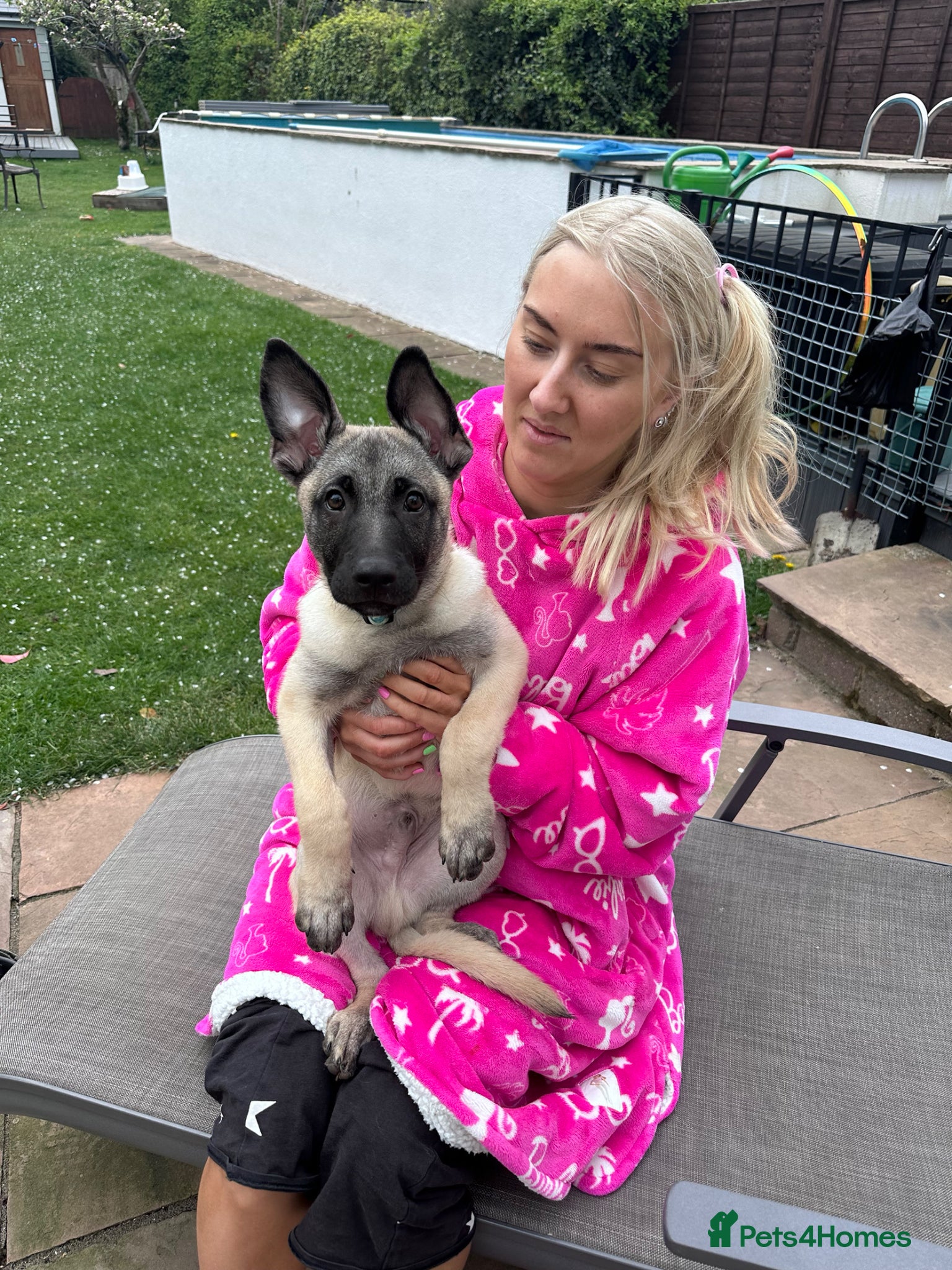 Mixed Breed dogs for sale: ZEUS - 1yr old German Shepherd staffy mix  - Advert 1