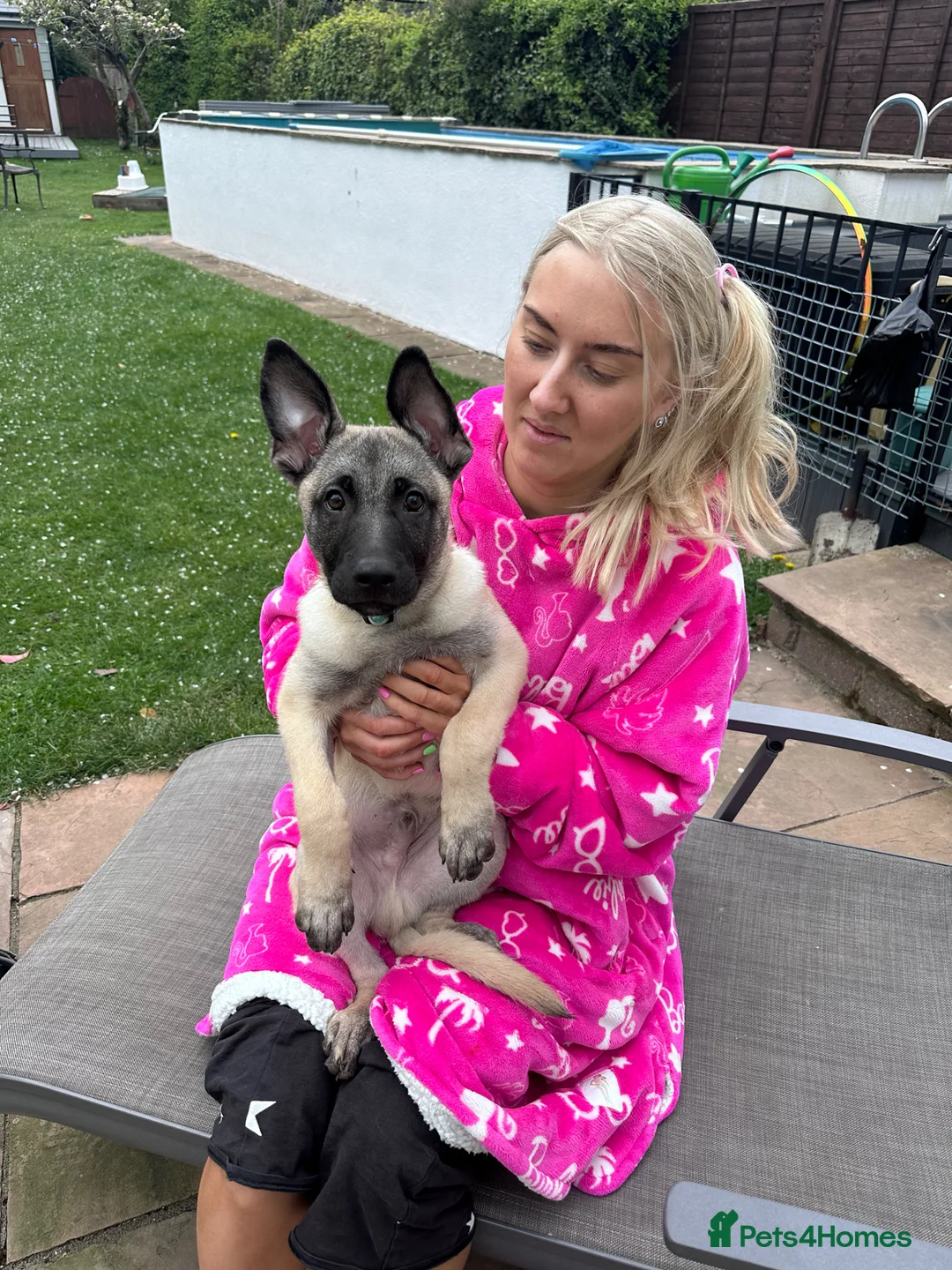 Mixed Breed dogs for sale: ZEUS - 1yr old German Shepherd staffy mix  in Bracknell - Advert 1
