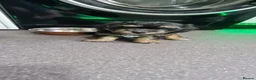 Jackapoo dogs for sale: Tiny fluffy jackapoo pups - Advert 9