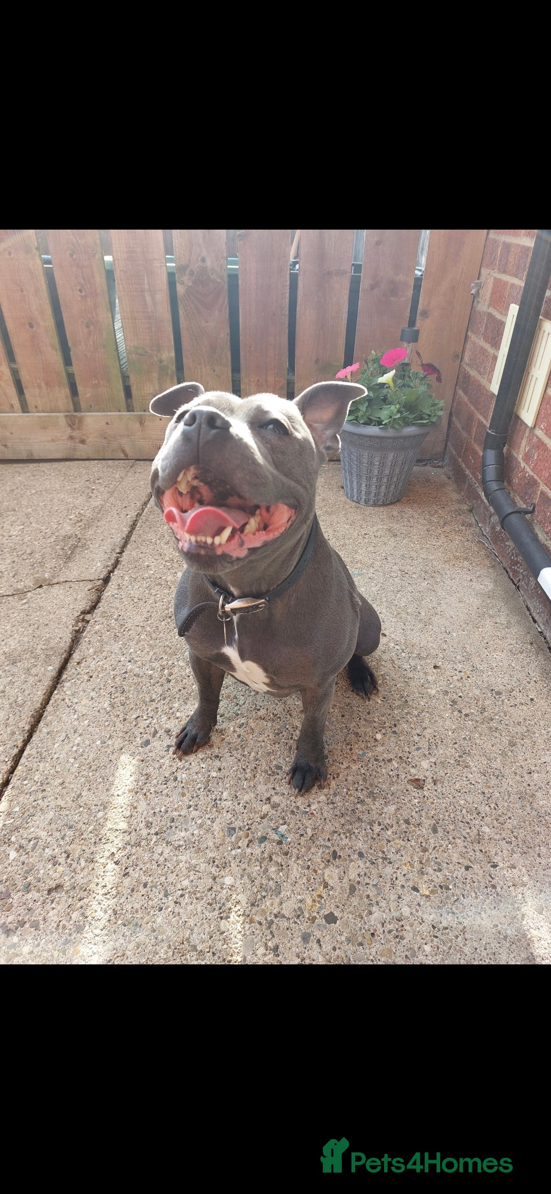 Staffordshire Bull Terrier dogs Staffordshire Bull Terrier looking for a stud - Advert 3