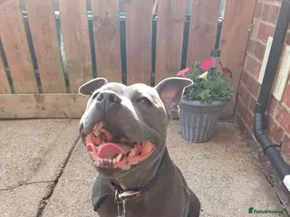 Staffordshire Bull Terrier dogs Staffordshire Bull Terrier looking for a stud - Advert 3