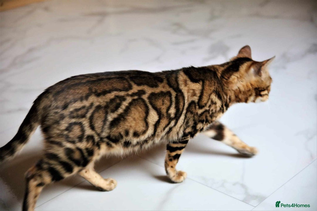 Bengal cats for sale: STUNNING TICA REGISTERED FEMALE PET/BREEDER. X - Image 7