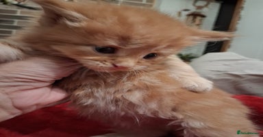 Maine Coon cats - Advert 9
