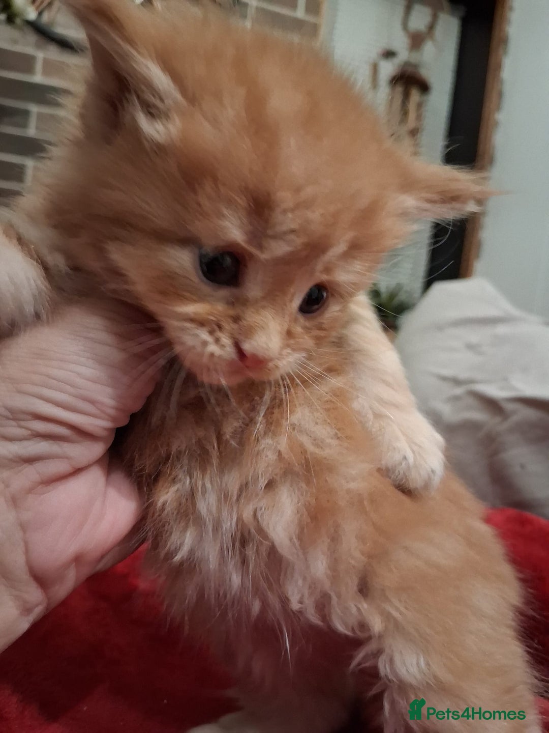 Maine Coon cats for sale: Maine Coon pedigre XL - Image 2