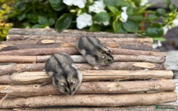 Hamster rodents for sale: Beautiful baby hamsters. Russian Dwarf and Syrian - Image 11