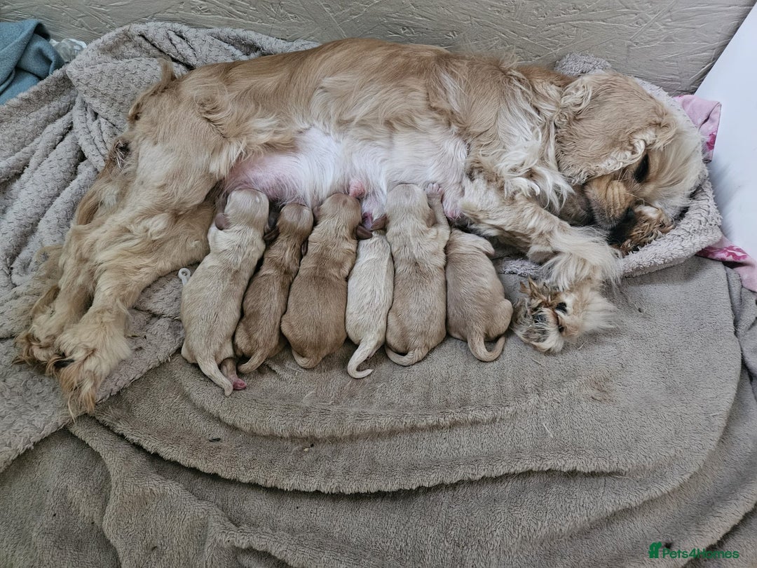 Cockapoo dogs for sale: 6 Gorgeous American cockapoo pups (Yankeedoodle) - Advert 4