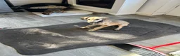 Lurcher dogs for sale: Girl saluki greyhound  - Advert 2