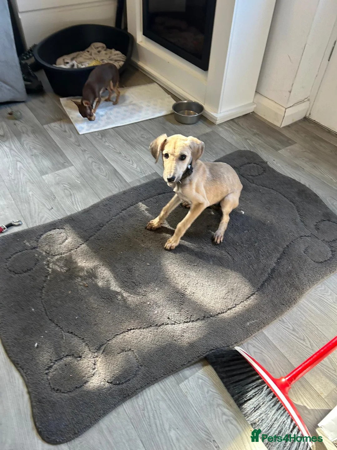 Lurcher dogs for sale: Girl saluki greyhound  - Advert 2