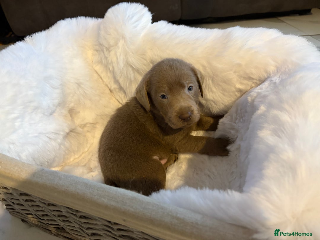 Labrador Retriever dogs for sale: Silver Labrador retriever puppies - Advert 13