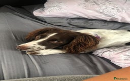 Cocker Spaniel dogs for sale: Cocker spaniel and springer spaniel - Advert 2