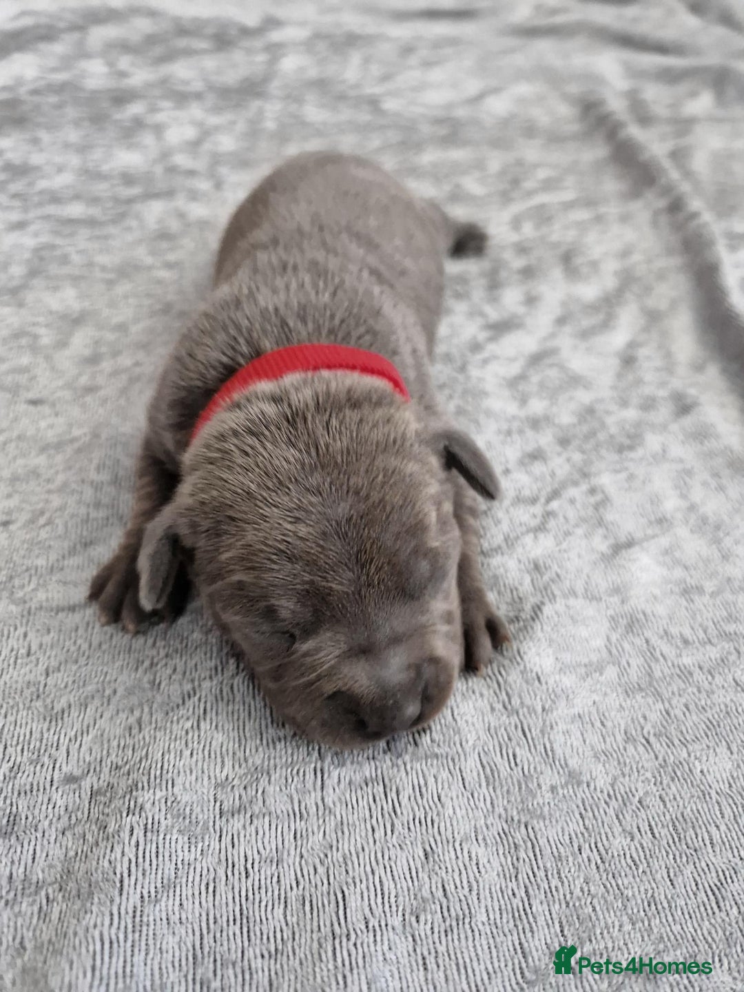 Staffordshire Bull Terrier dogs for sale: 2 Beautiful Male Blue Staffy Puppies - Advert 4