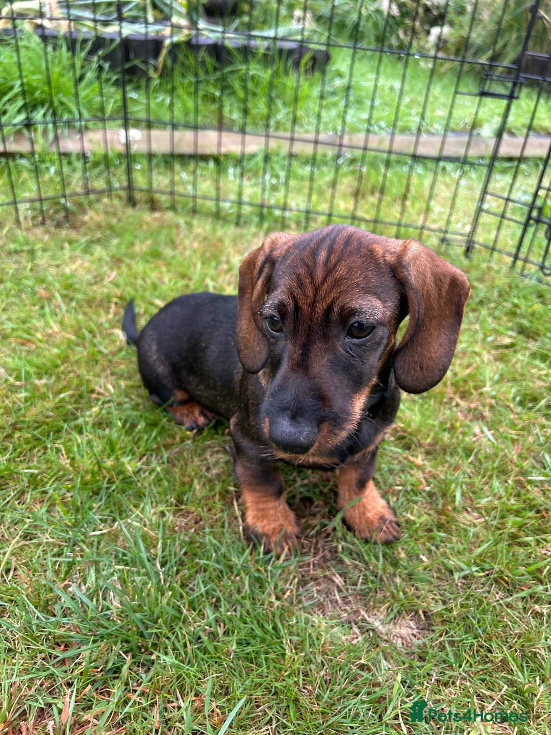 Miniature Dachshund dogs for sale: Miniature Wire Haired Dachshund Puppies - Image 5