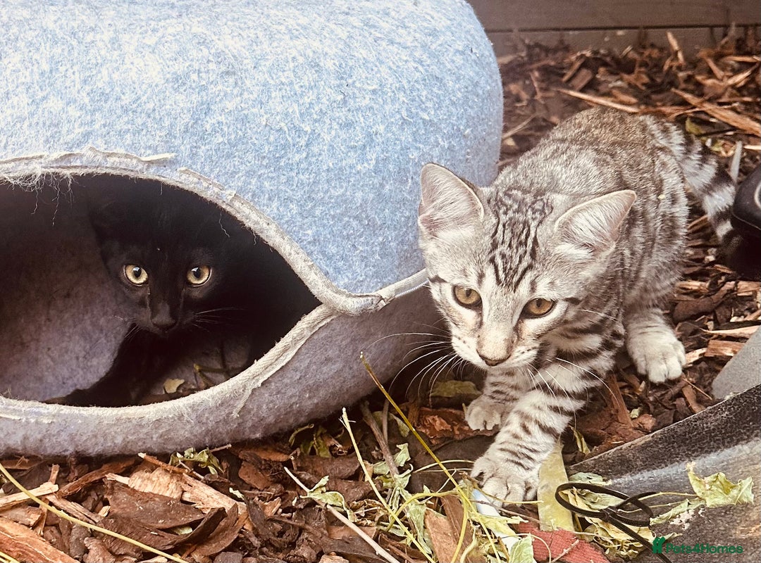 Savannah cats for sale: African bloodline, savanna kittens - Image 16